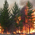 Рекомендации населению в случае возникновения лесных пожаров