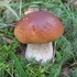 О профилактике отравлений грибами, правилах сбора и заготовки грибов и предупреждении ботулизма