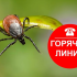 Об итогах «горячей линии» по профилактике клещевого вирусного энцефалита